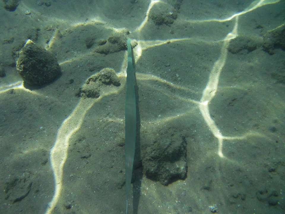 Fisch Jaz Makadi Oasis Resort