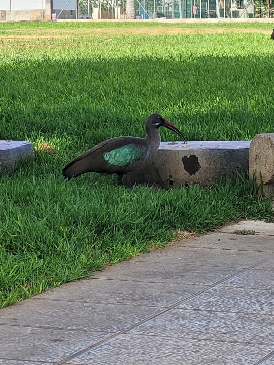 Garten Iberostar Waves Gaviotas Park