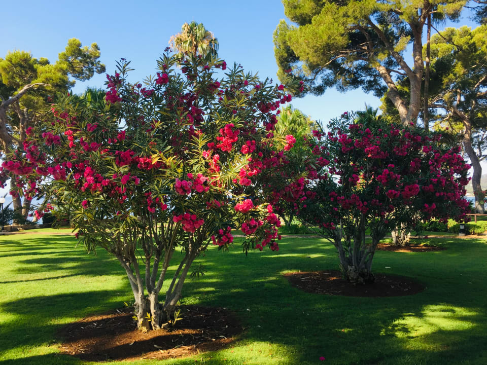 Gartenanlage Hipotels Eurotel Punta Rotja Golf & Spa