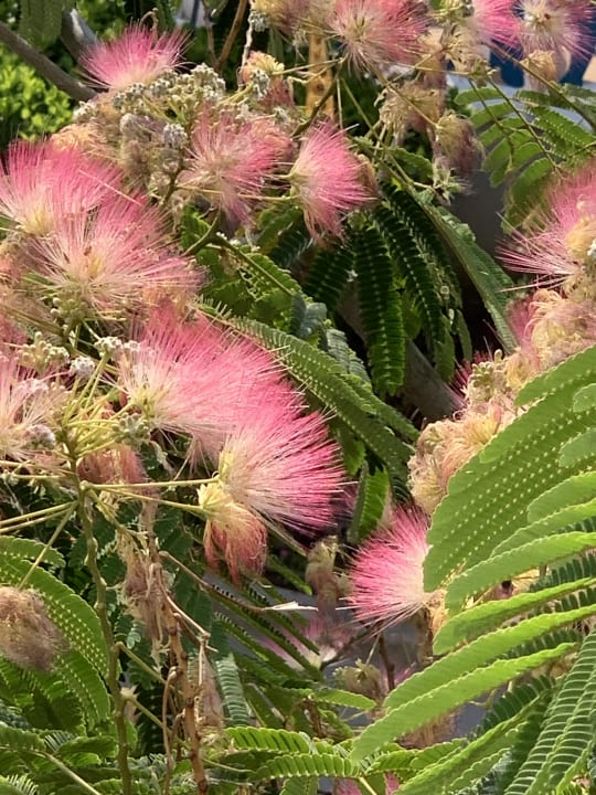 Strand Sentido Marea