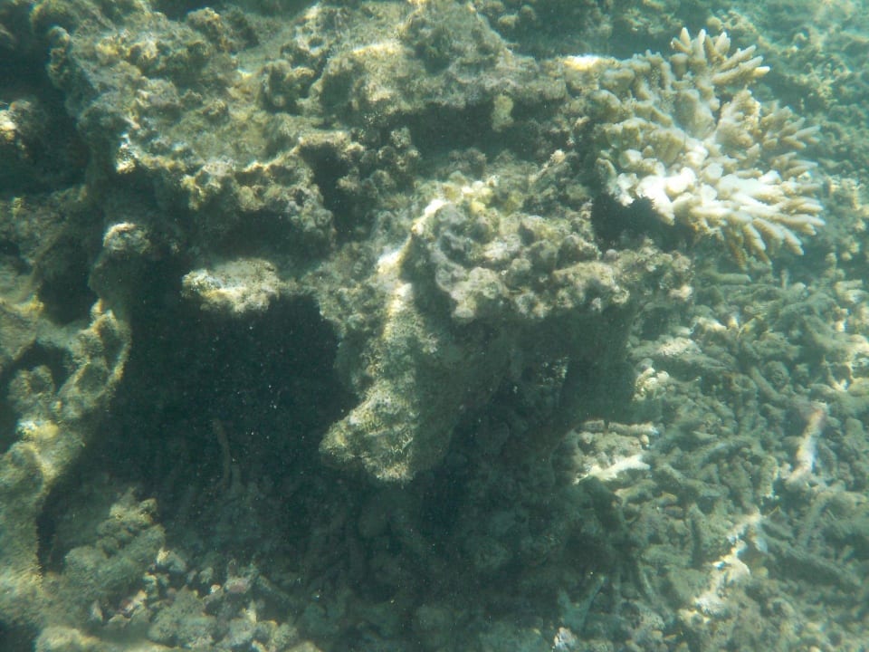 (tote) Korallen Hotel Tambua Sands Beach Resort