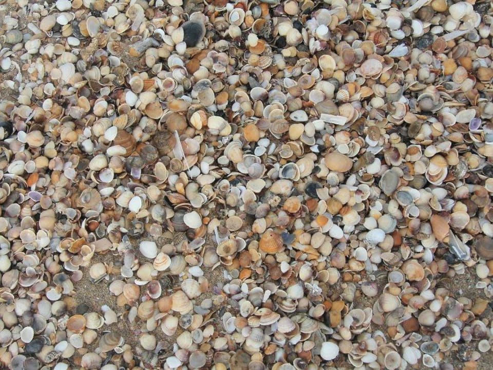 Muscheln TUI BLUE Isla Cristina Palace