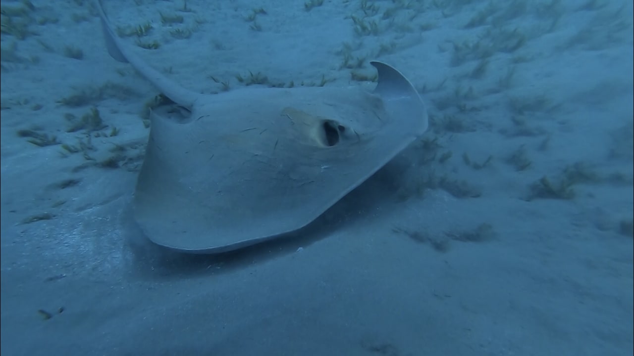 Strand Malikia Resort Abu Dabbab