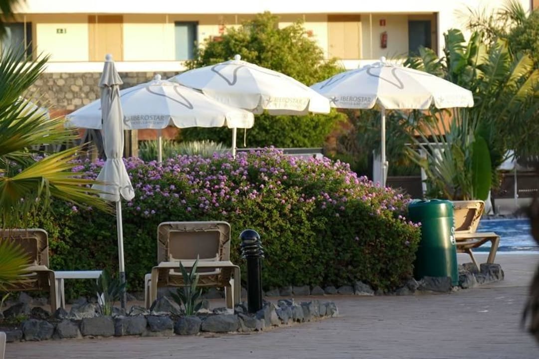 Gepflegter Außenbereich Iberostar Waves Gaviotas Park