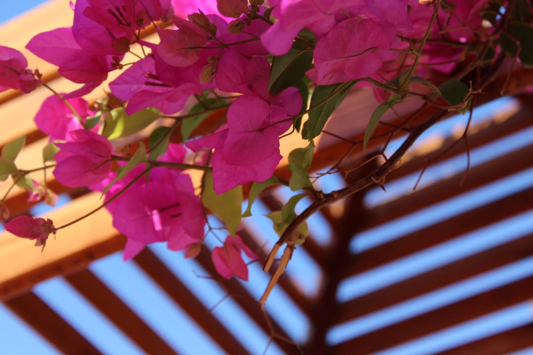 Gartenanlage Desert Rose