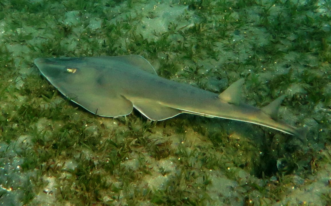 Sport & Frezeit Shams Alam Beach Resort