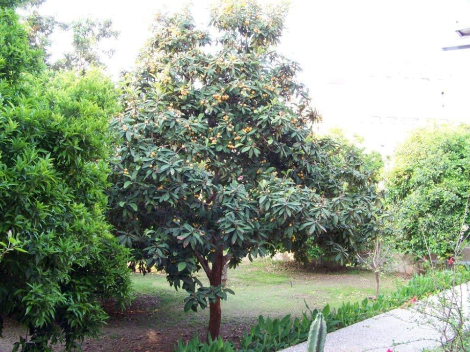 Bäume Horus Paradise Luxury Resort & Club