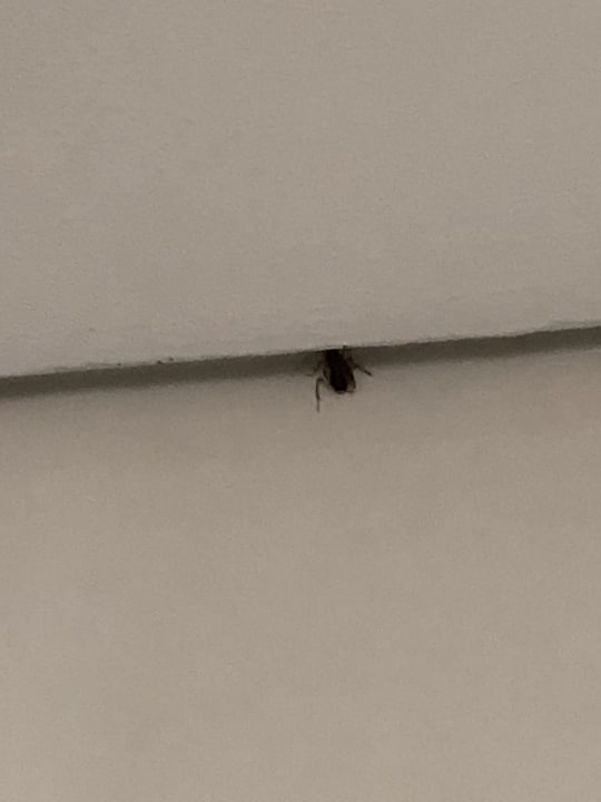 Zimmer DAMAC Maison - The Dubai Mall Street