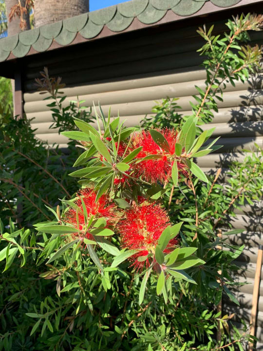 Gartenanlage Paloma Pasha