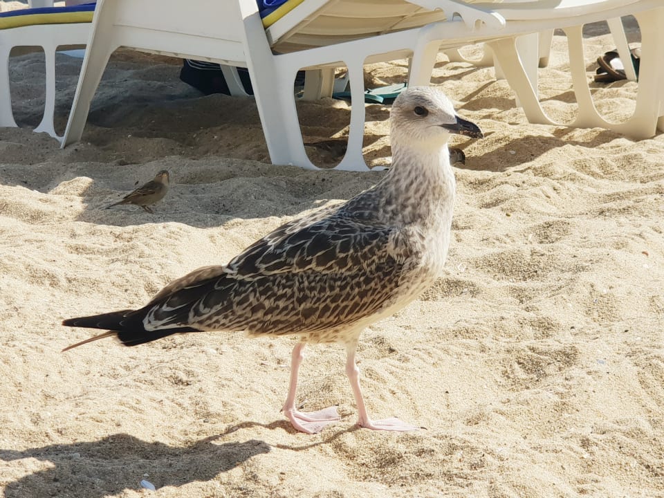 Strand Sentido Marea