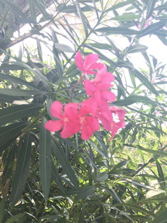 Gartenanlage Camping Union Lido