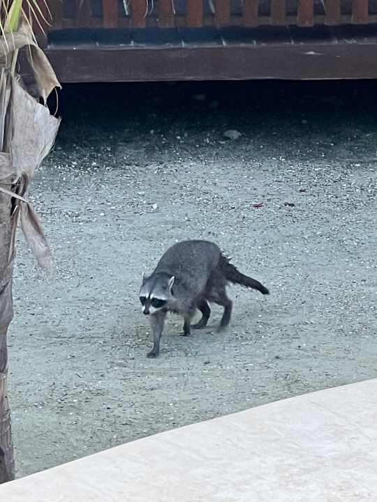 Außenansicht Coconut by ÓOL Hotels