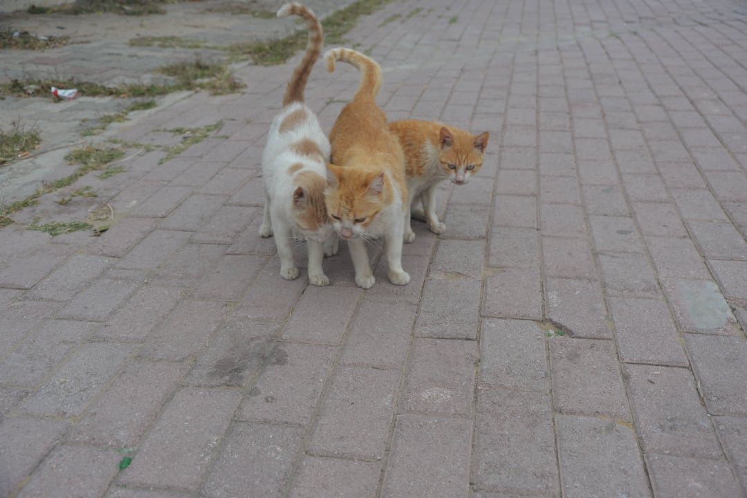 Кошки на территории Hotel El Kantaoui Center