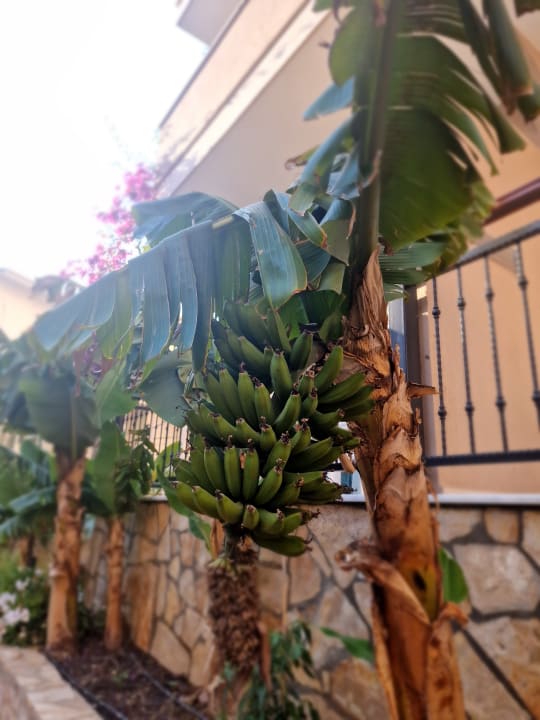 Gartenanlage Club Dizalya