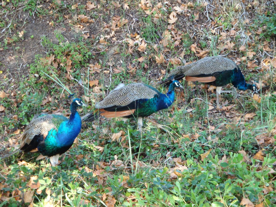 Sport & Freizeit Hotel Makryammos Bungalows