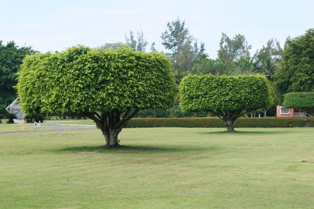 Rasenfläche Puerto Plata Village