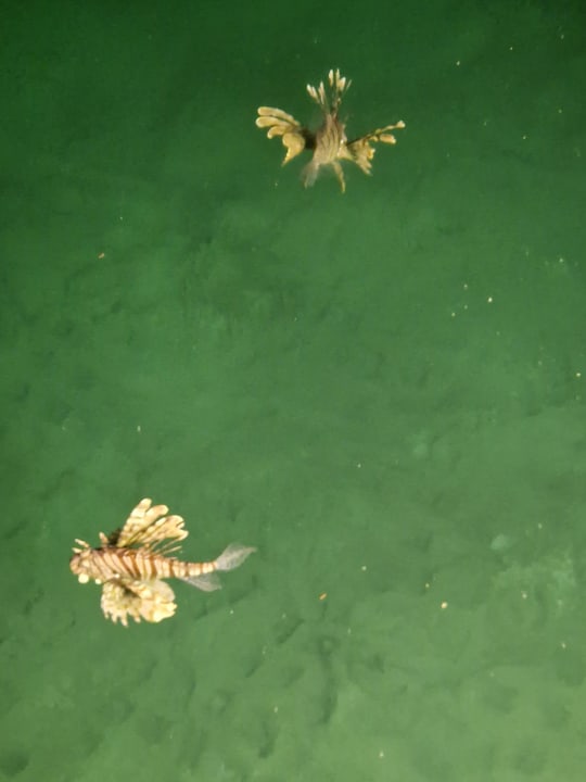 Sonstiges Pickalbatros Citadel Resort