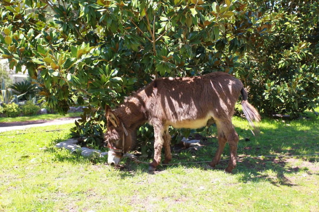 Unser Esel Hanife Nature Village Olympos