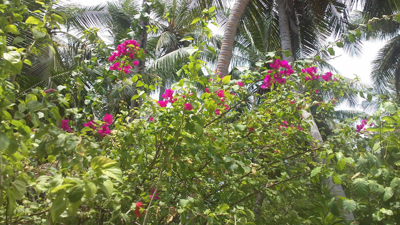 Sehr schöne Bepflanzung Biyadhoo Island Resort