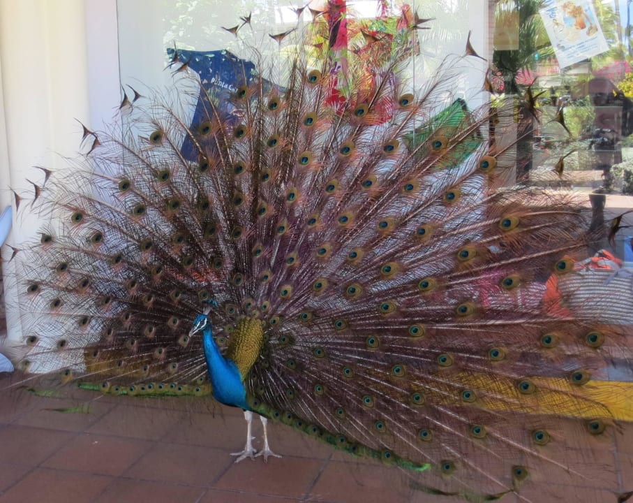 Vogel :-() Grand Sirenis Punta Cana Resort & Aquagames