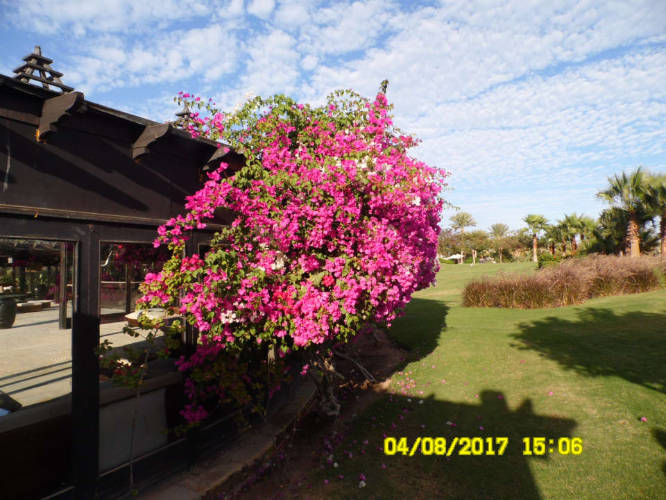 Gartenanlage Steigenberger ALDAU Beach Hotel