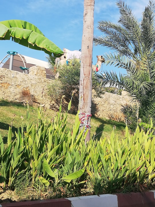 Gartenanlage Kaila Beach Hotel