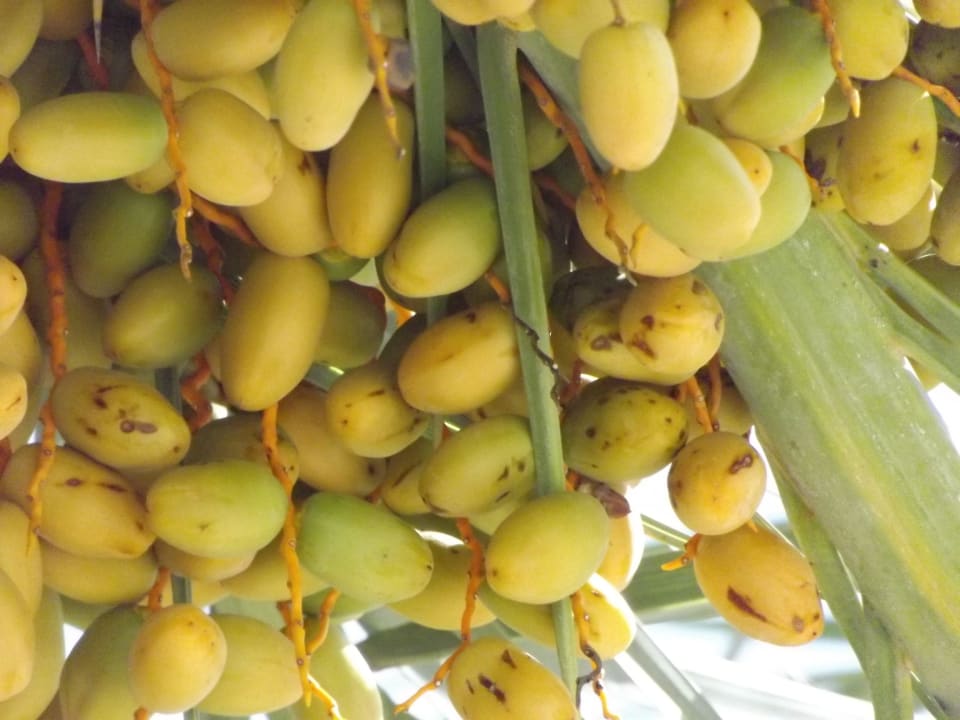 Dattelpalme Früchte Houda Golf & Beach Club