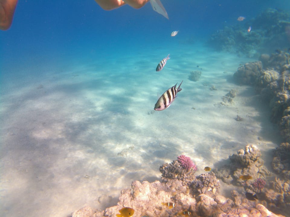 Strand Stella Beach Resort & Spa Makadi Bay