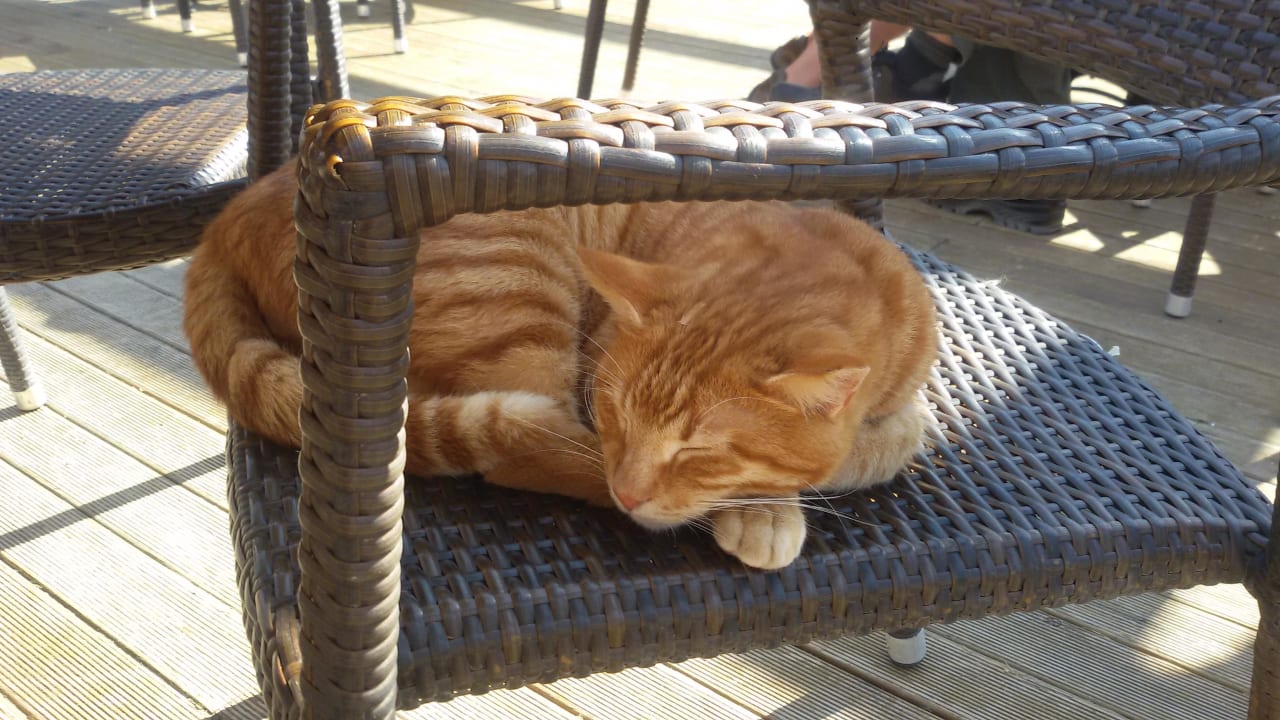 Nette Mitbewohner Sentido Trendy Verbena Beach