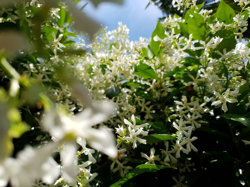 Gartenanlage Hotel Gartenresidence Zea Curtis