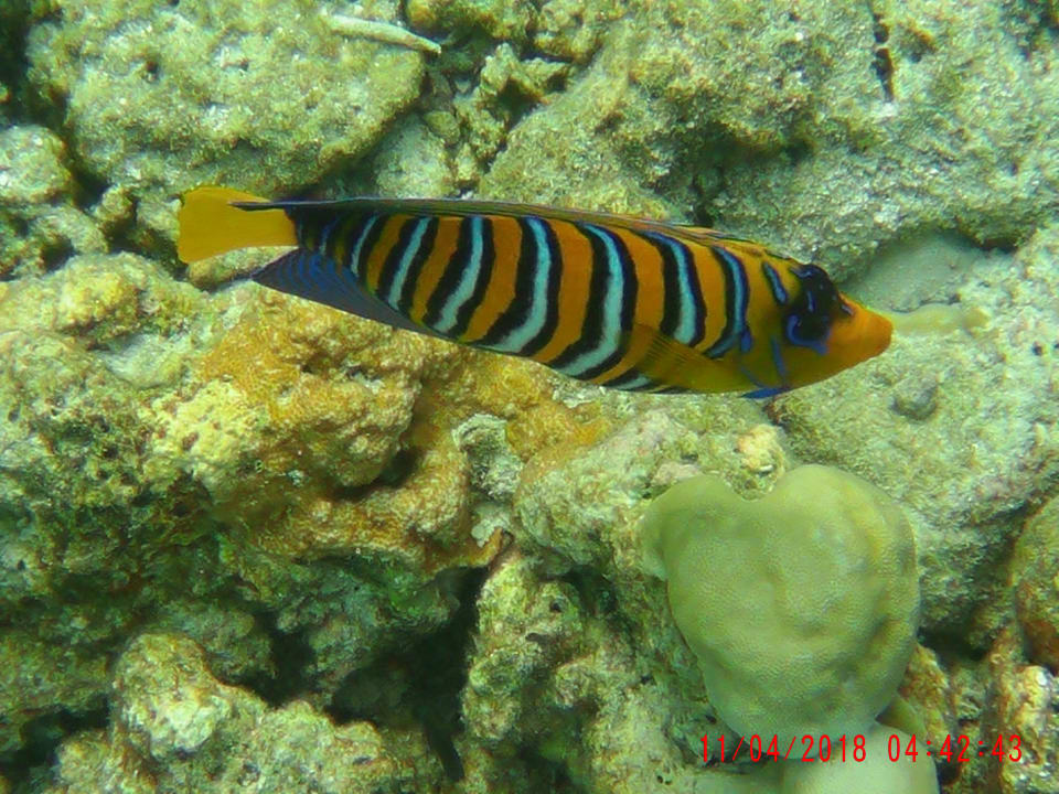 Sport & Freizeit NH Collection Maldives Reethi Resort