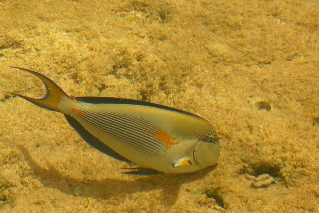 Ein Doctorfisch Charmillion Gardens Aquapark