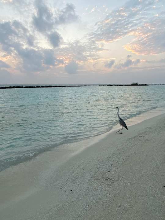 Strand Summer Island Maldives