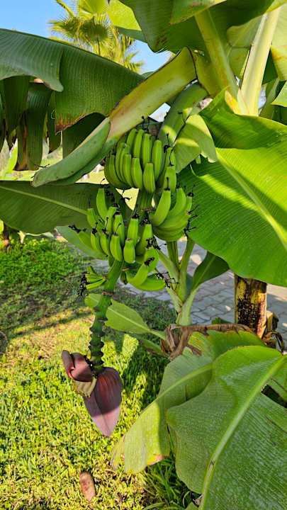 Strand Hotel Süral Resort