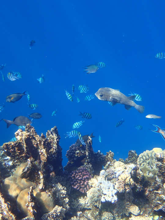 Strand Utopia Beach Club