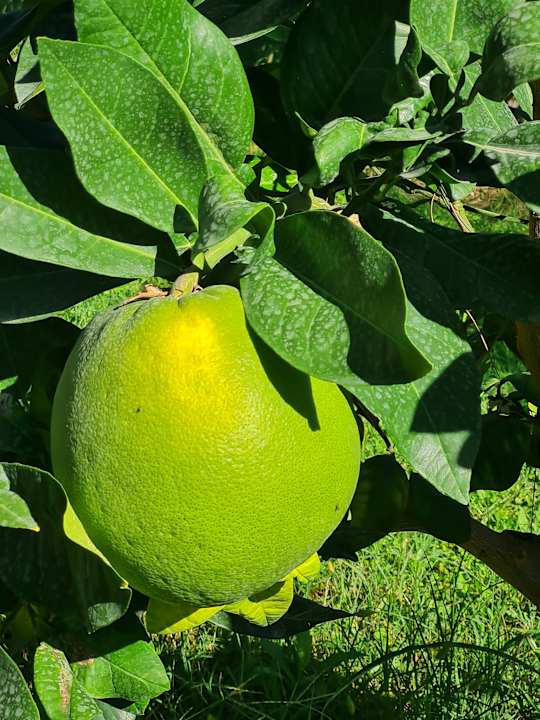 Gartenanlage Club Sidelya Hotel