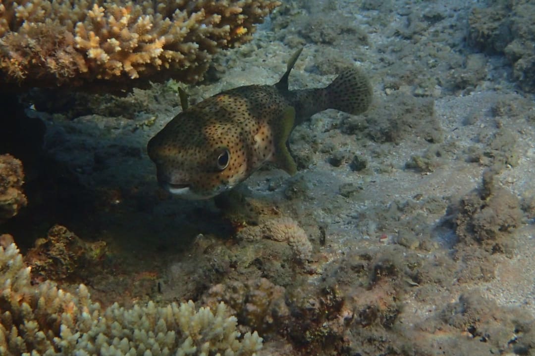 Strand Menaville Safaga