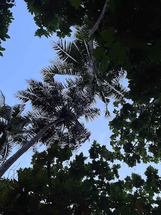 Gartenanlage Kuramathi Maldives