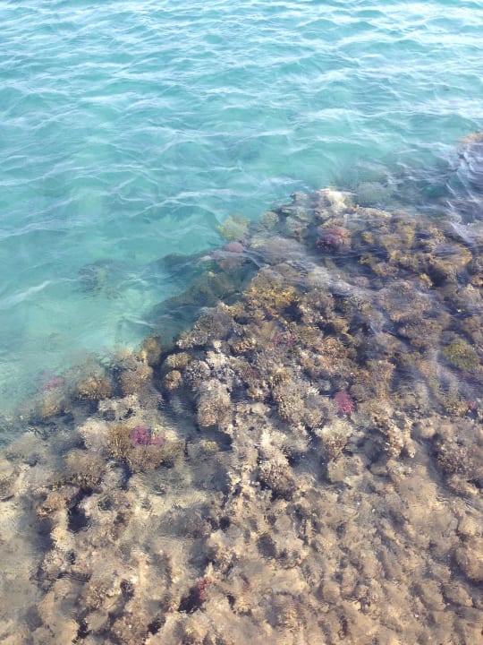 Strand Jaz Makadi Oasis Resort