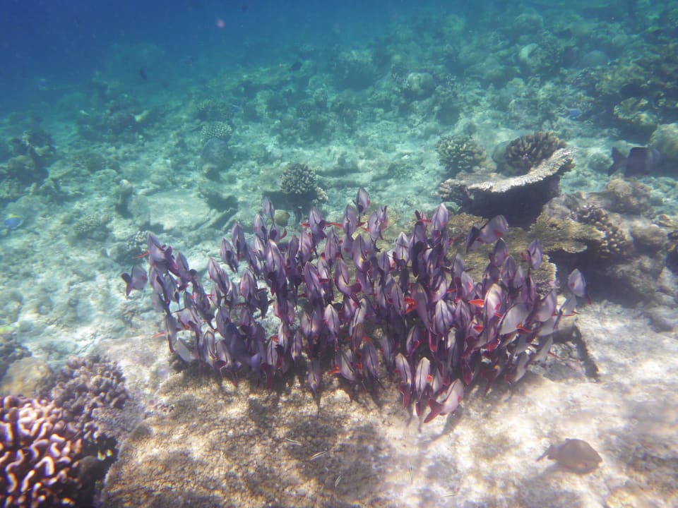 Hausriff Kuramathi Maldives