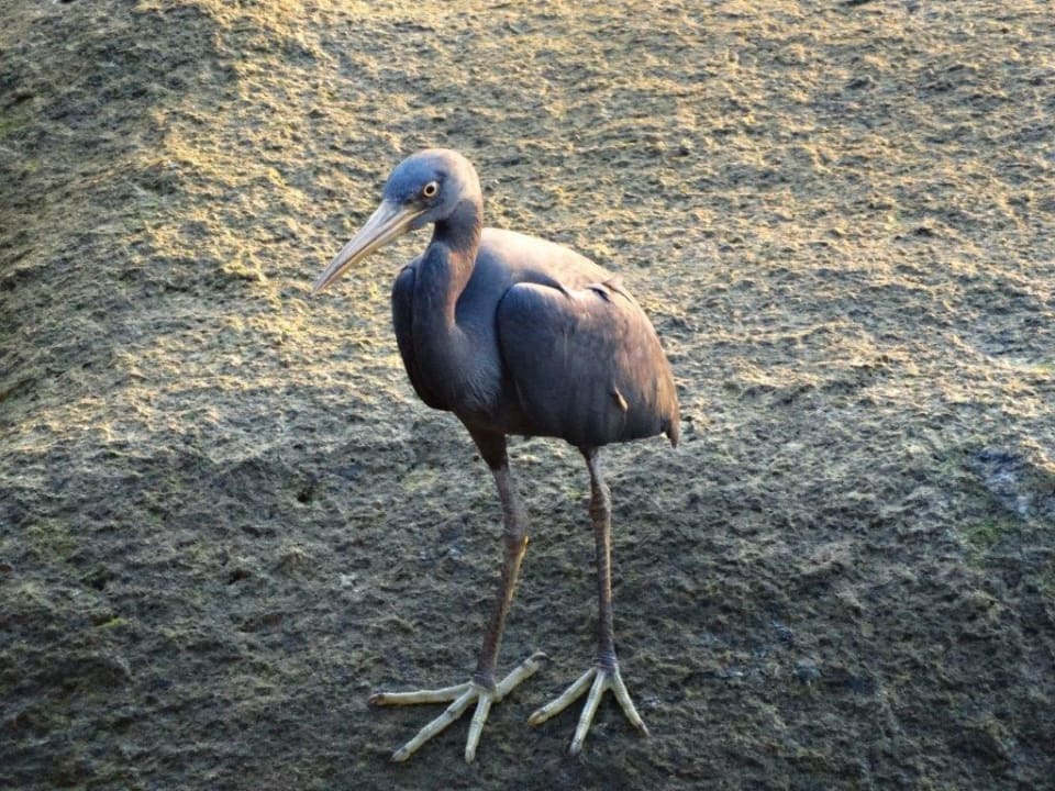 ... da kommt Besuch Koh Tao Bamboo Huts