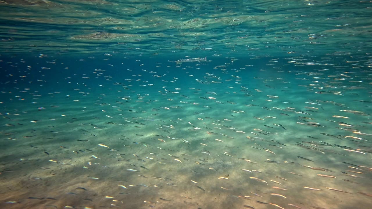 Strand Makadi Spa - Adults only