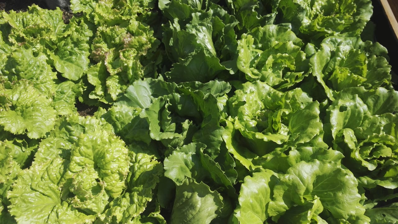 Gartenanlage Biobauernhof Walchengut