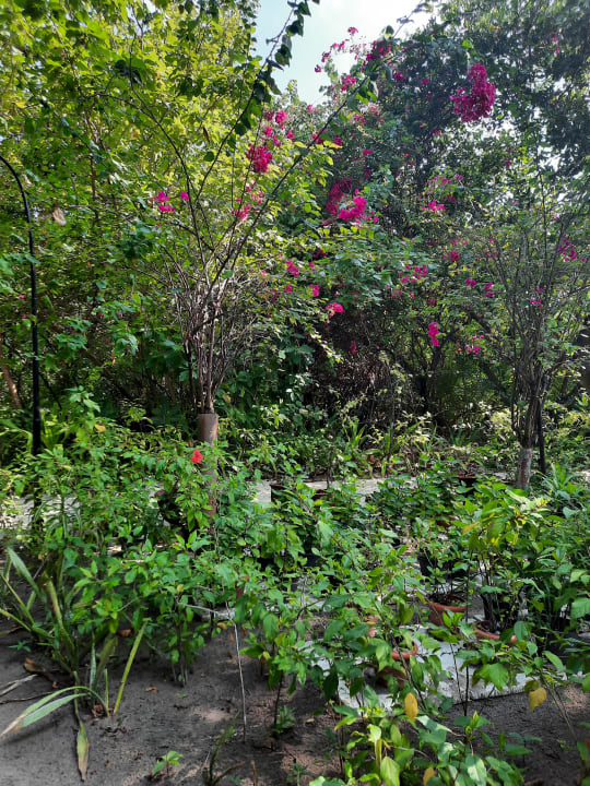 Gartenanlage Reethi Beach Resort