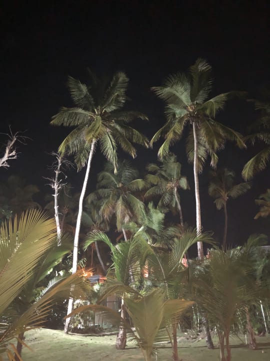 Gartenanlage Hotel Riu Palace Macao - Adults only