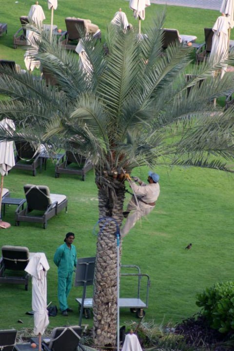 Gartenanlage wird ständig gepflegt The Westin Dubai Mina Seyahi Beach Resort & Marina