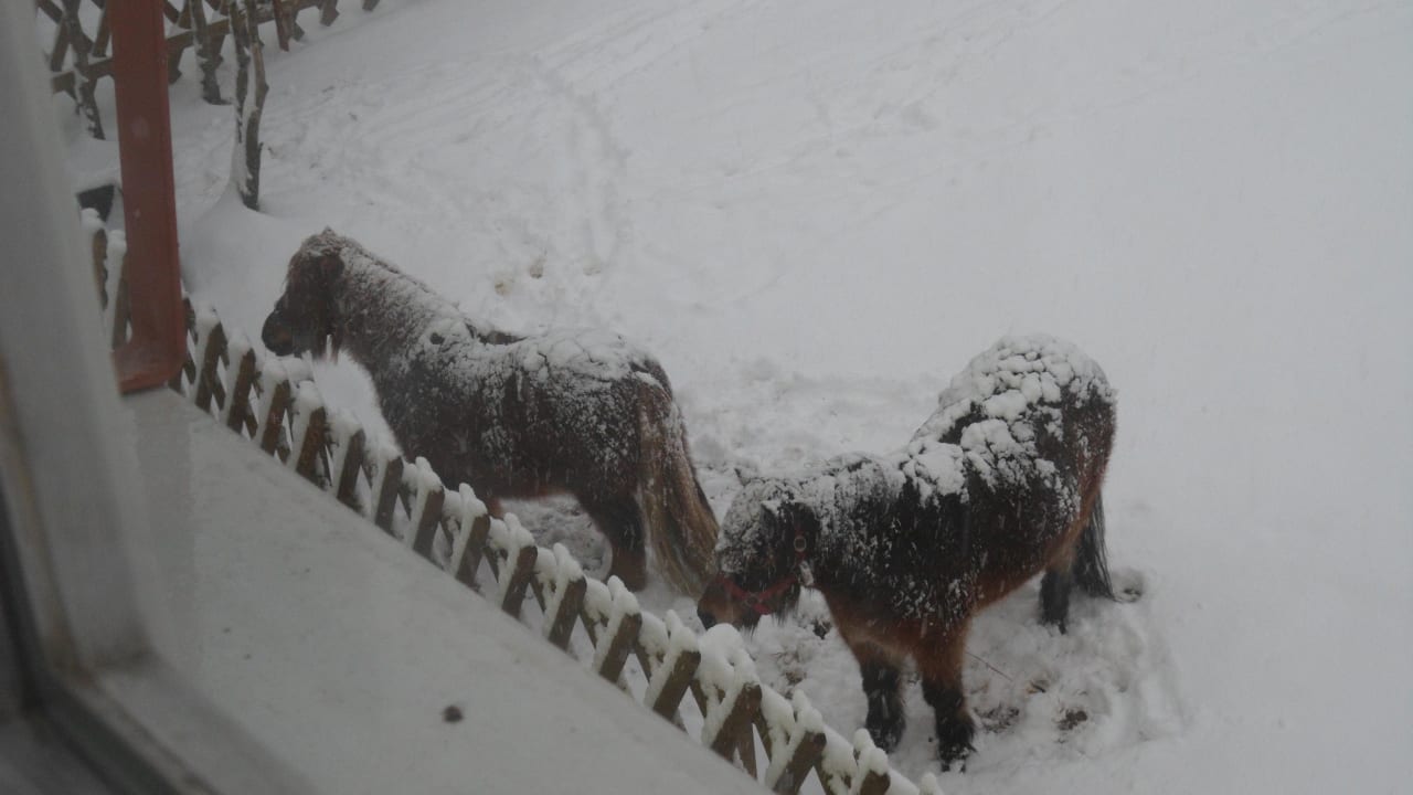 Pony´s im Schnee Hotel-Pension Am Mühlberg