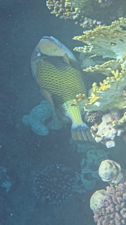 Strand Malikia Resort Abu Dabbab