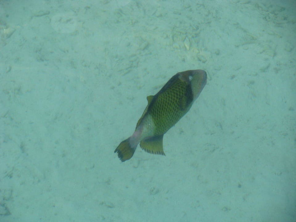 Fisch im glasklaren Wasser Sun Siyam Olhuveli