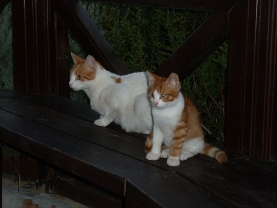 Katzenmutter und Kind Hotel Kalithea Horizon Royal